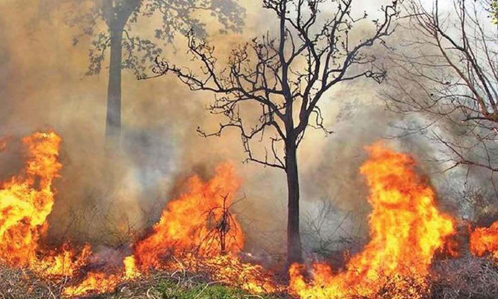 Wildfire continues in Seshachalam forest area