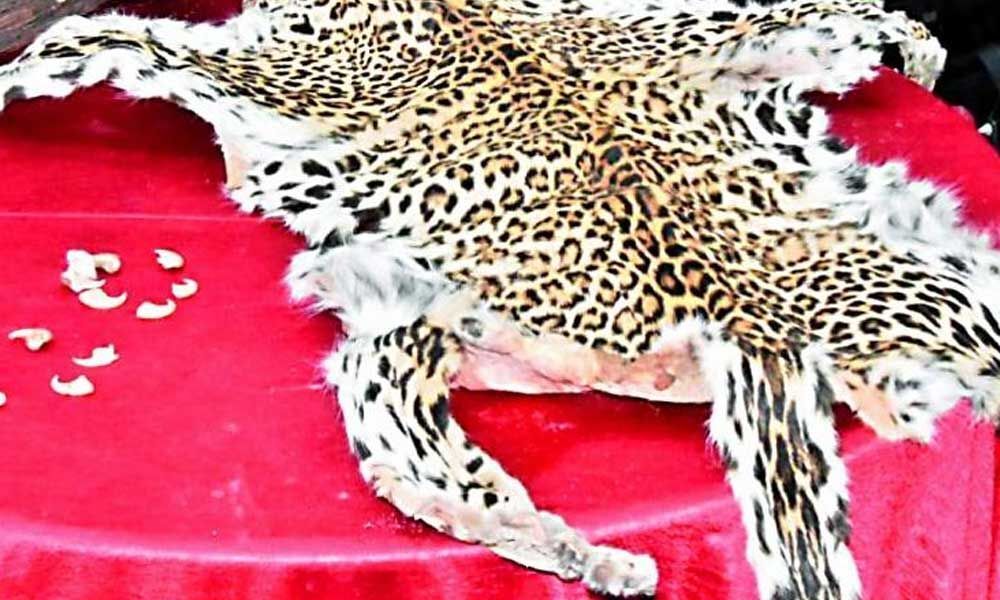 6 held for trying to smuggle leopard skin, teeth and nails in Mancherial