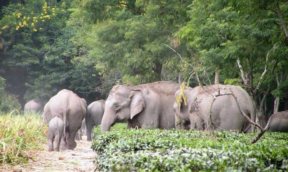 RS 5 lakh worth horticulture crops destroyed in elephants attack