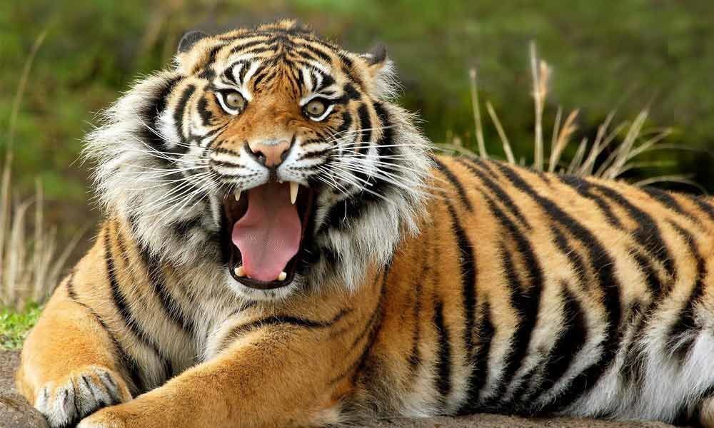 Tiger habitats in Sundarbans face extinction