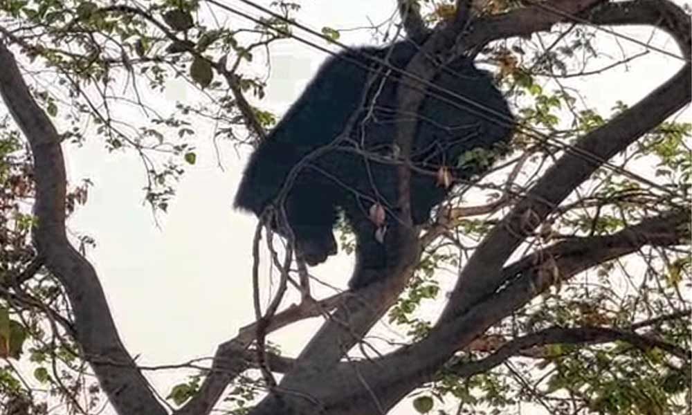 Bear creates panic in Jangaon