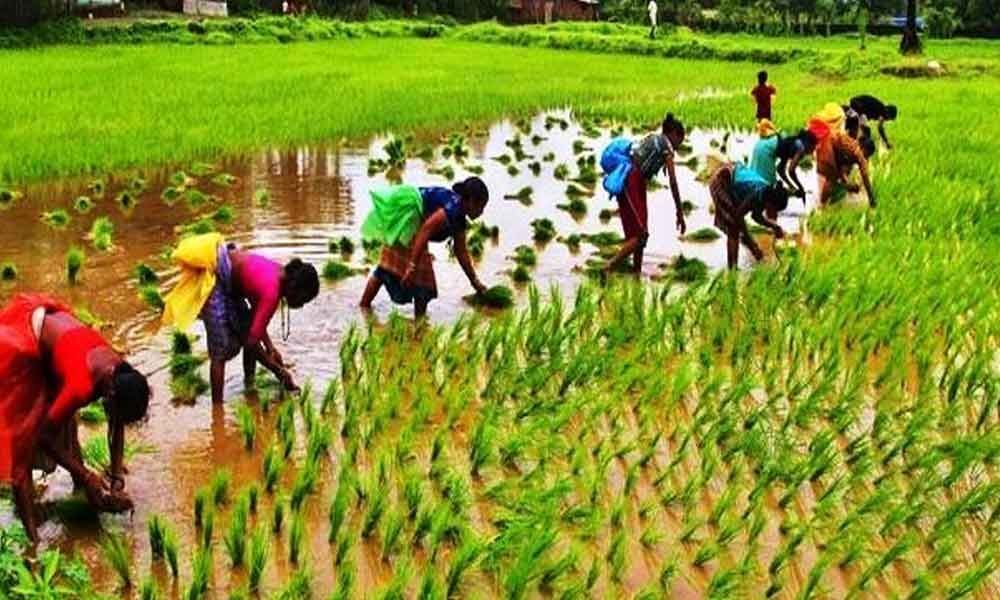 Government lays out a procedure for claiming benefits under the TMA scheme for agriculture exports