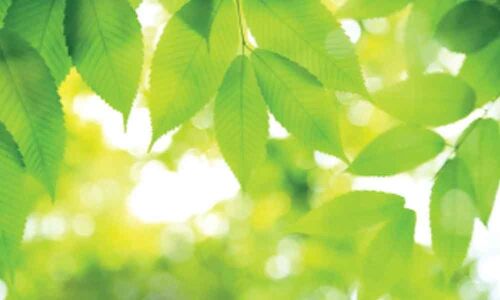 What is photosynthesis