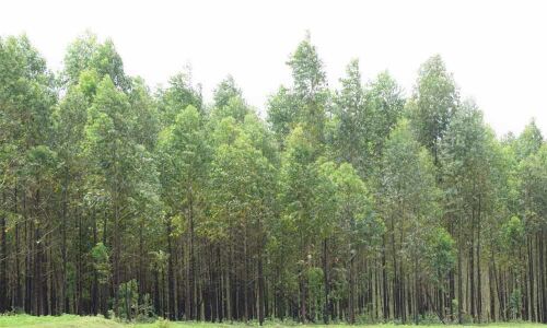 Subabul, eucalyptus growers decry slash in support price