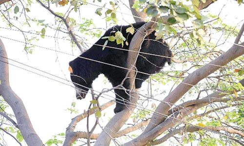 Bear strays into town