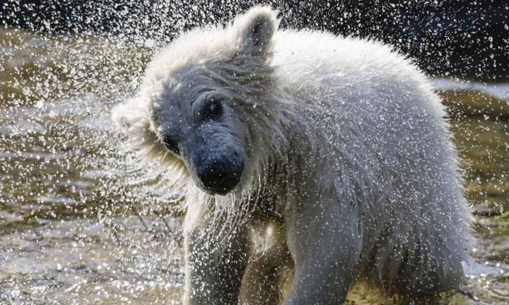 Berlin-born polar bear cub named after football club Hertha