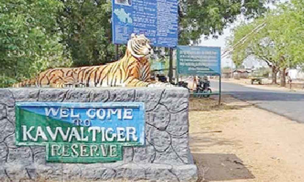 Inter-State meeting decides to monitor Tiger movement