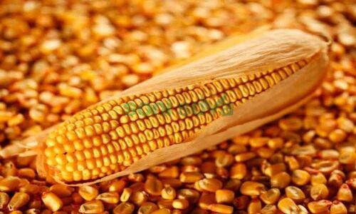 Government permits import of feed grade maize