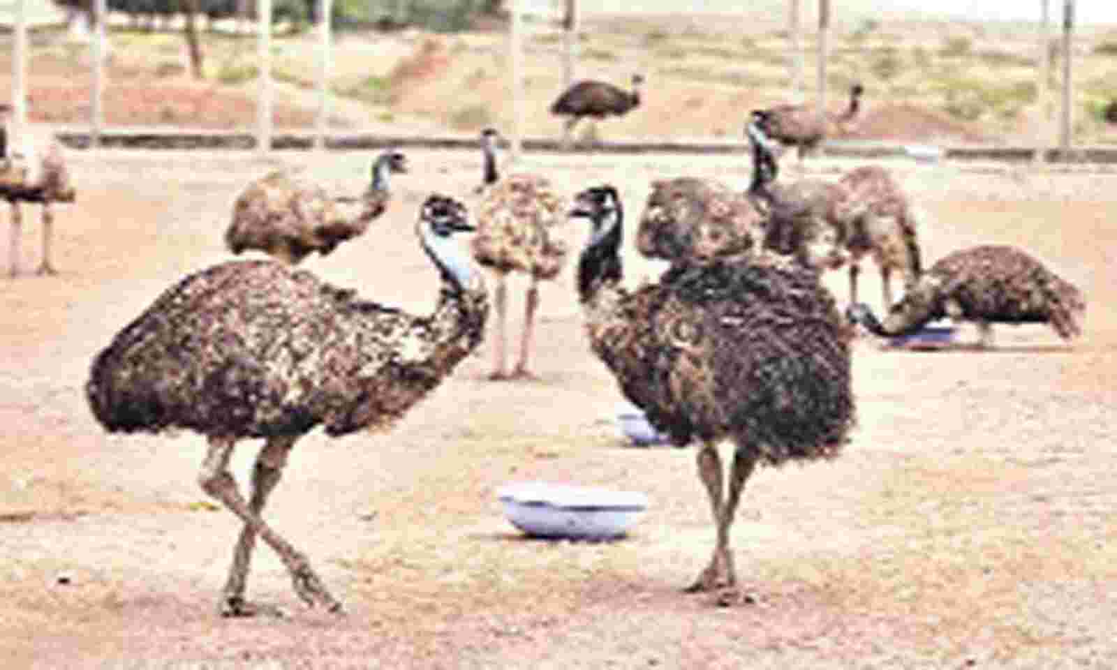 The Great Emu Bubble Bursts Farming In Red