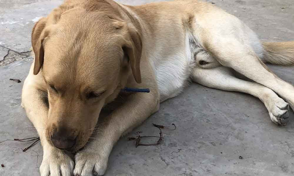 Oral vaccines for street dogs may help fight rabies in India