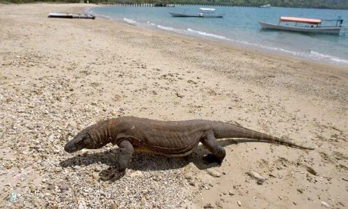 Indonesia eyes komodo dragon island closure to thwart smuggling