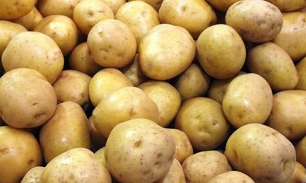 As potato crop prices plunge, farmers woes continue in North Bengal