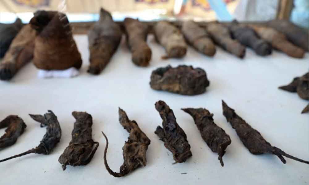 Mummified mice found in husband and wifes tomb in Egypt