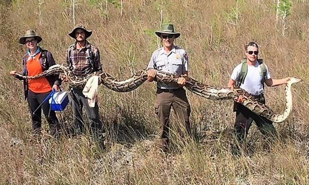 Team in Florida captures huge female python longer than a one-story building