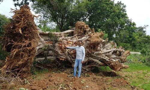 Vata Trust saves trees ordered to kill