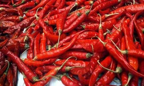 Chilli compound slows lung cancer progression