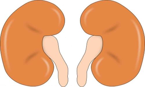 Vitamin D excess may lead to kidney failure