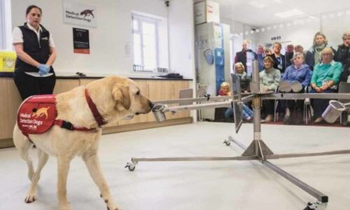 Dogs can sniff out cancer in blood with 97% accuracy