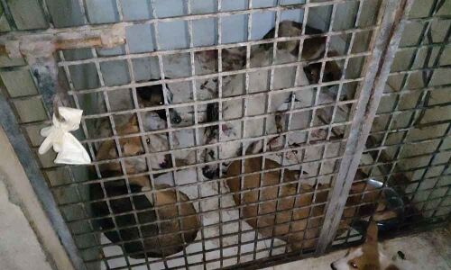 Animal Birth Control centres for strays in city going to the dogs