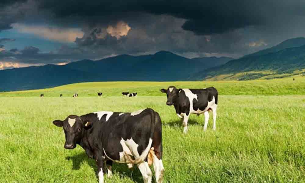 Lightning kills two bovines, burns cattle shed