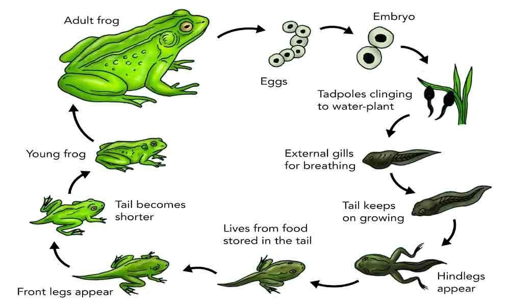 The life cycle of a tadpole