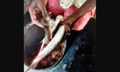 Dead kits inside fishin Arvapally