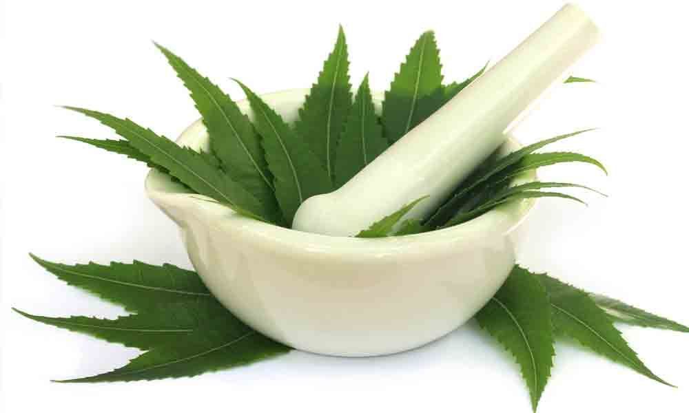 Neem: The key to good health