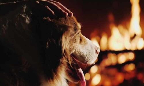 Pet dog saves lives of over 30 people in UP, dies later