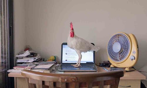 Tungrus: Story of an alpha rooster