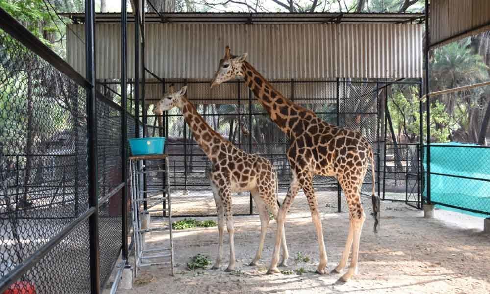 Graceful giants to be top attractions at zoo