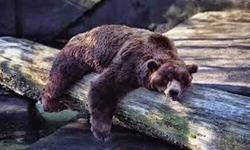 Learn about Hibernation