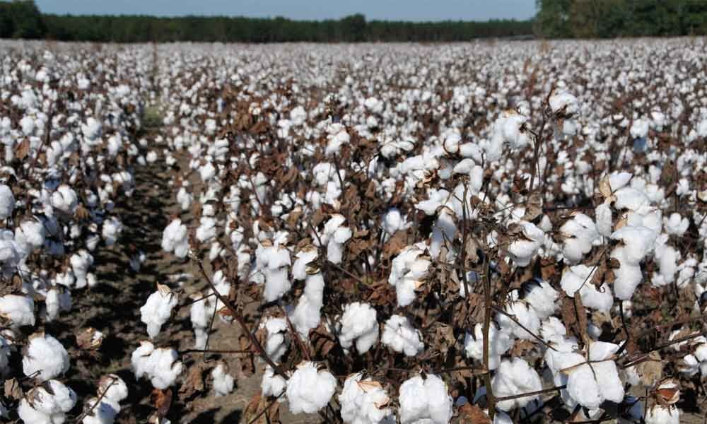 Cotton crop output may fall to 343 lakh bales in FY19