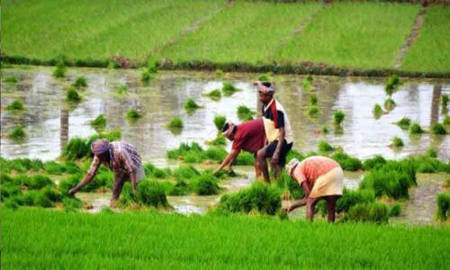 Training imparted to officials on rice procurement in Narayanpet