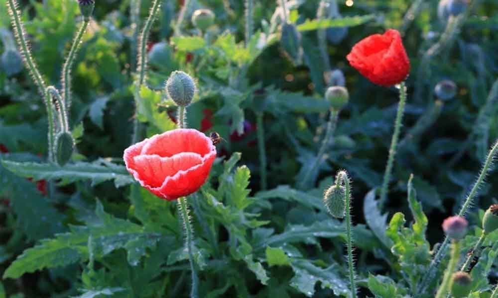 Poppy plants seized from UP village, one held