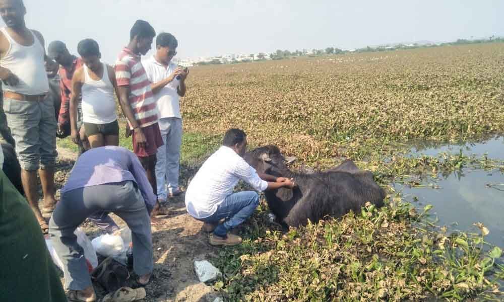 3 buffaloes caught in hyacinth die