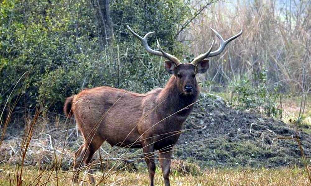 Deer attack kills man, injures woman in Australia