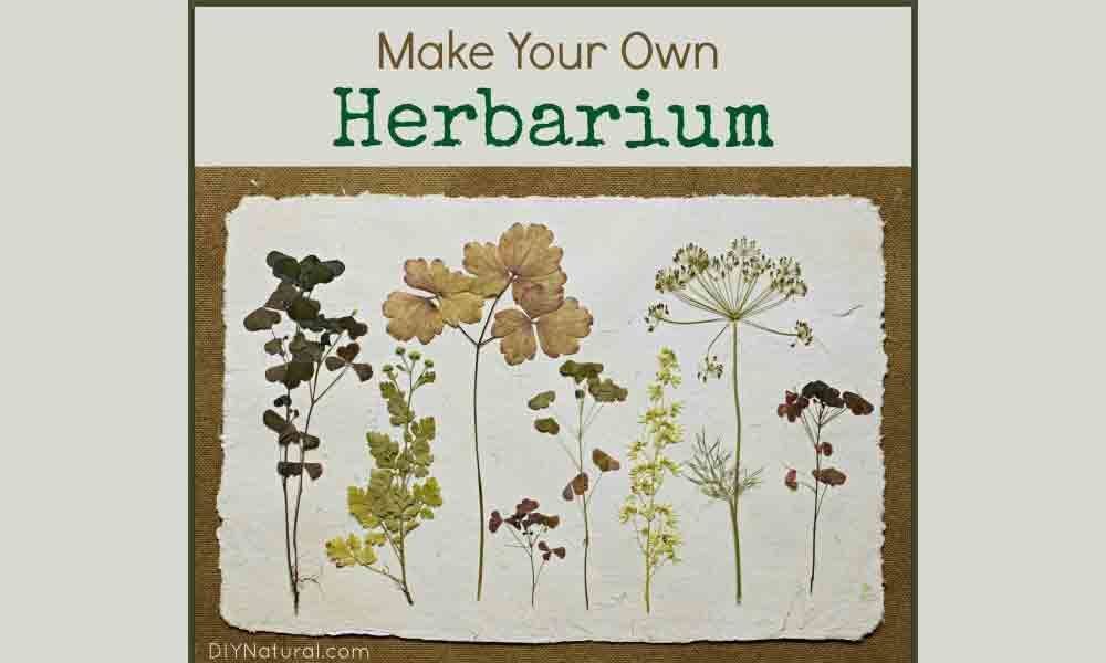 How to make a plant herbarium