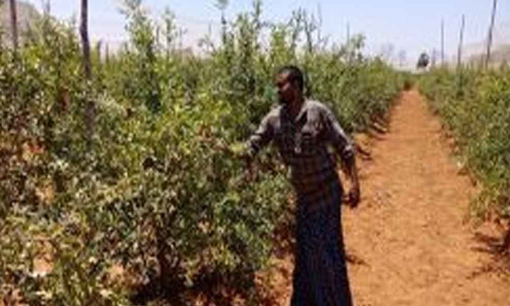 Drylands in Darsi mandal turn hub for pomegranate