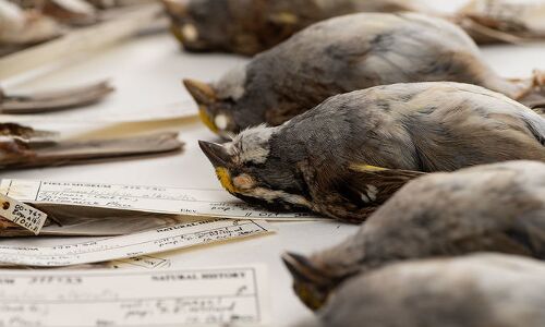 Tweeting while flying kills migratory birds