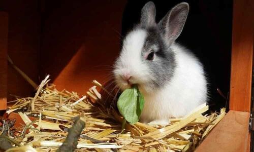 California bans sale of bunnies during Easter