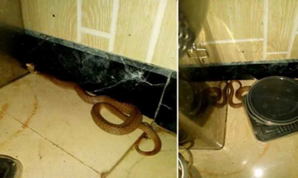 1.5-foot cobra gets saved by rescuers in Mulund