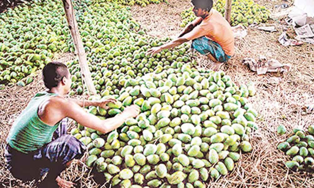 Untimely rains damage horticulture crops worth 1.31 cr in Anantapur dist
