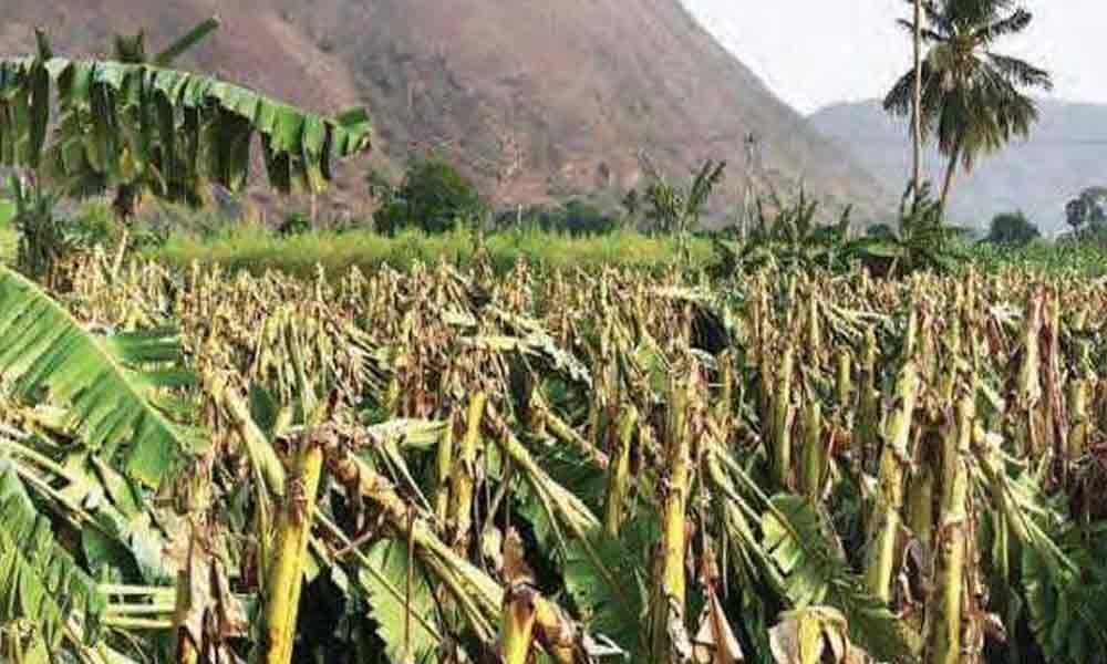 Untimely rains damage horticulture crops in Nellore
