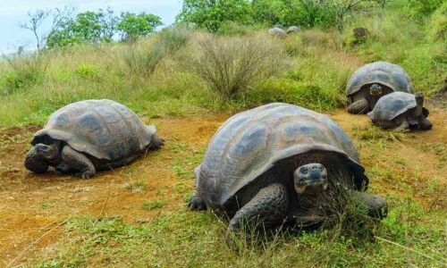 Environmental conditions affecting tortoises ability to migrate