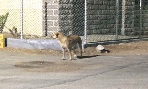 Stray menace grips several localities