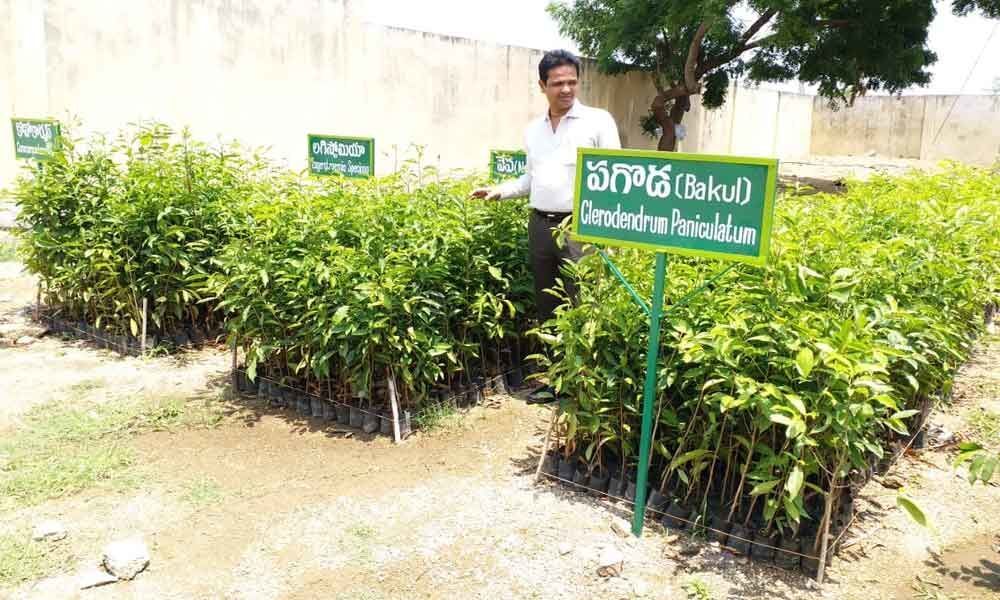 10,000 saplings being raised at nursery