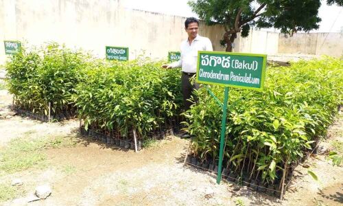 10,000 saplings being raised at nursery