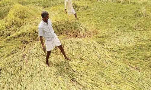 Rains batter paddy, mango crops in Palamuru
