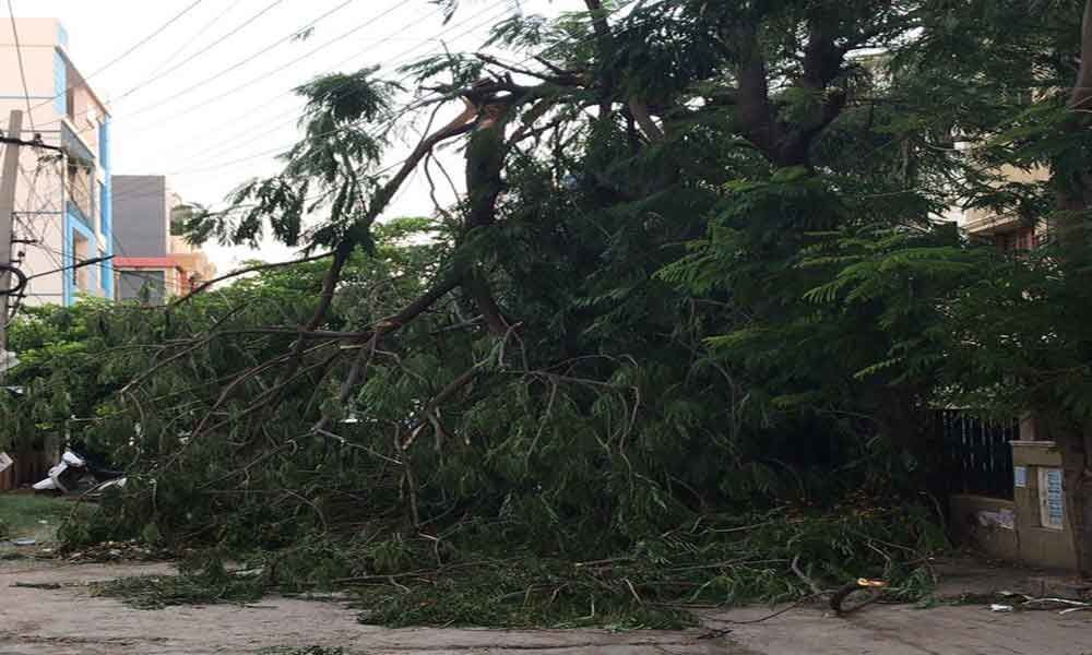 Uprooted tree blocking road in Dilshuknagar