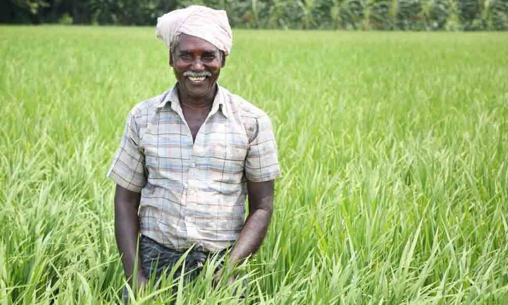 Paddy to be purchased from farmers doorstep Srikakulam